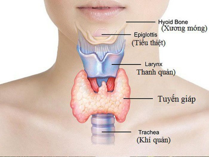 Tuyến giáp có vai trò rất quan trọng trong việc giải phóng, dự trữ và bài tiết hai hormon T4 (Thyroxine) và T3 (Triiodothyronine)