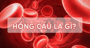 Hồng cầu là gì?