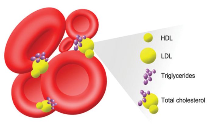 Cholesterol là chất béo có mặt ở tất cả các mô của cơ thể tại màng tế bào và có  trong huyết tương của tất cả mọi loài động vật