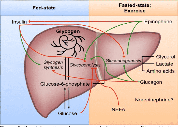 Glucagon giúp cân bằng đường huyết bằng cách phân tích dự trữ Glycogen trong gan thành Glucose