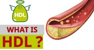 Chỉ số HDL Cholesterol trong máu