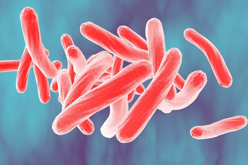 Trực khuẩn Mycobacterium Tuberculosis là tác nhân chính gây bệnh